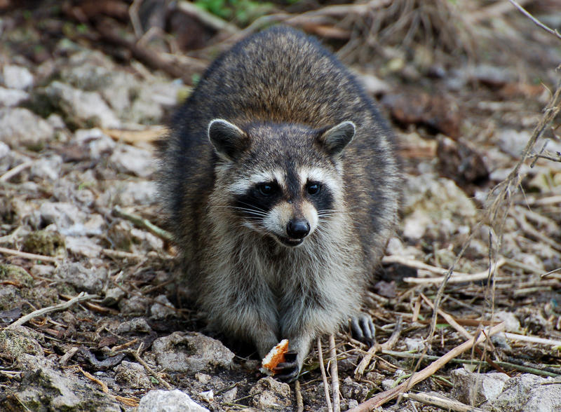 Raccoon lunchtime