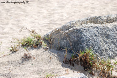 Rock grass.