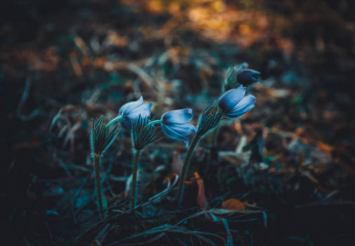 Blue pasqueflower in the forest