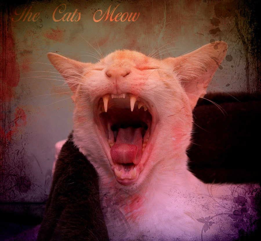 The Cats Meow 2