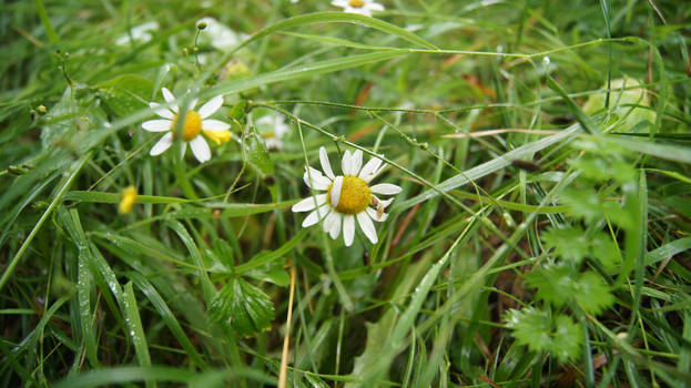 Camomile