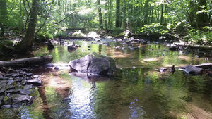 Jones Mill Run