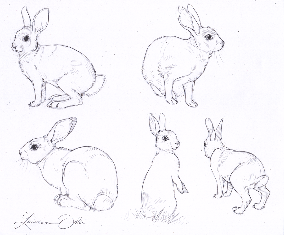 Wild Rabbit Study