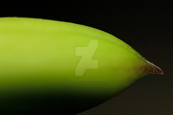 Orchid Bud