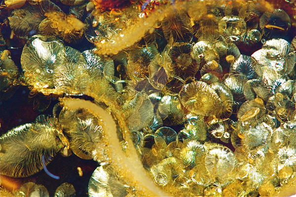 Ancient Ferns in Amber