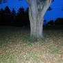 Tree at Night