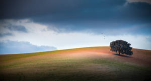 Loneliness in Andalucia