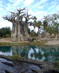 Baobab