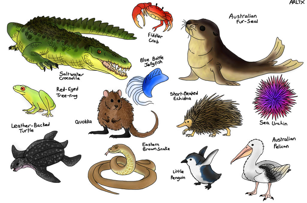 Aussie Coastal Animals by Fnafnir on DeviantArt