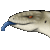 Blue Tongue Lizard Icon