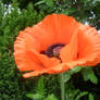 Big Poppy