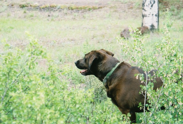 In the Weeds