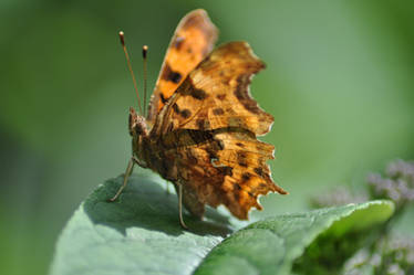 Painted Lady 1