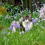 Tiger in the grass