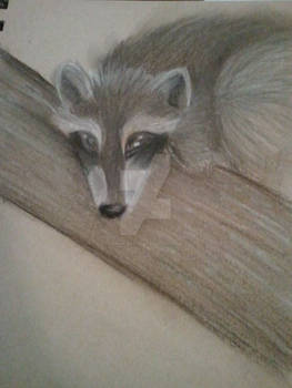 Raccoon