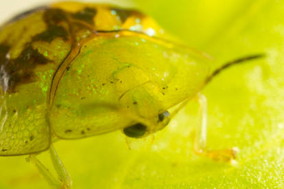 Tortoise Beetle Closeup