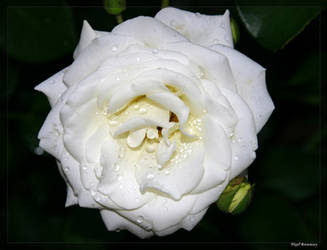 Iceburg White Rose