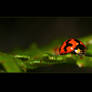 Lady Beetle 2