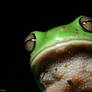 Green Frog 4