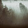 Forest Detour