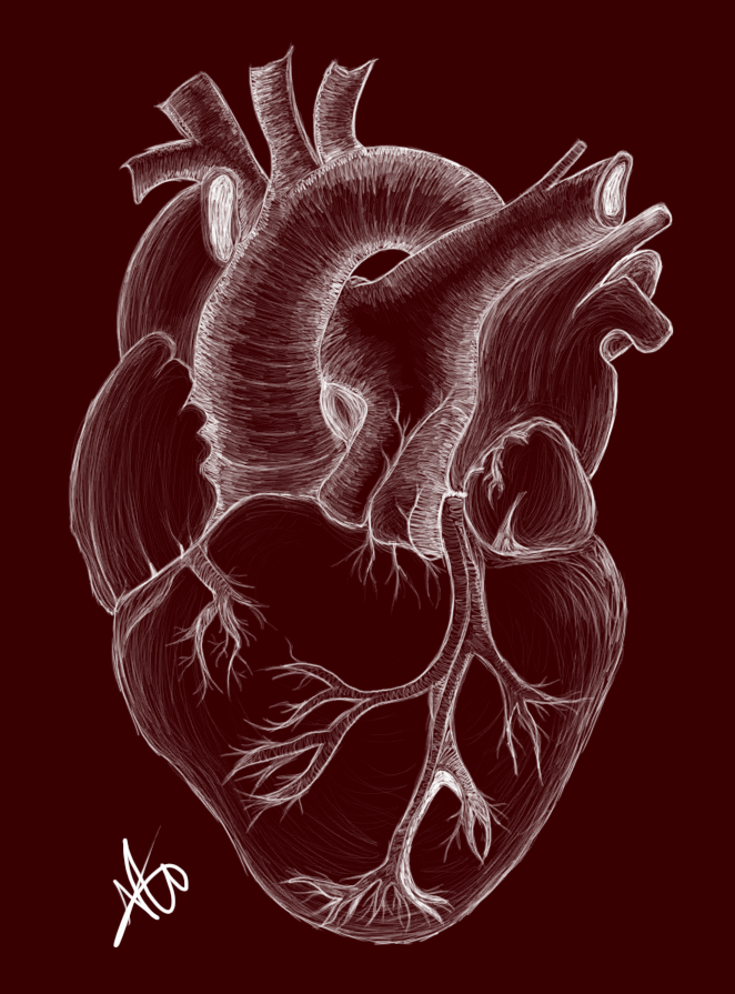 The Human Heart