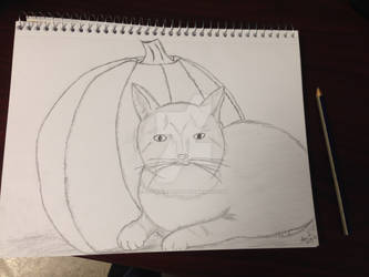 Cat with Pumpkin