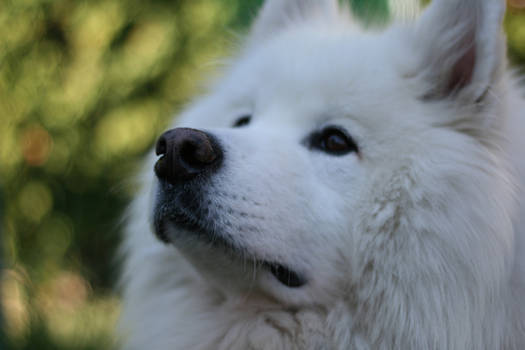 Cody looking for birds