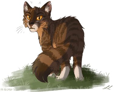 ~Tigerstar