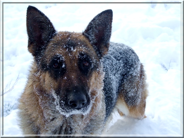 Winter Lady