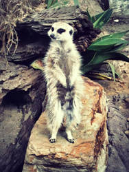 Meerkat shoot 1