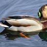 Duck Mode ACTIVATE