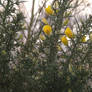 Bird's foot trefoil