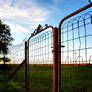 'Round My Garden Gate