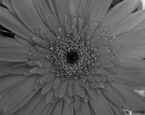 Gerbera Daisy I