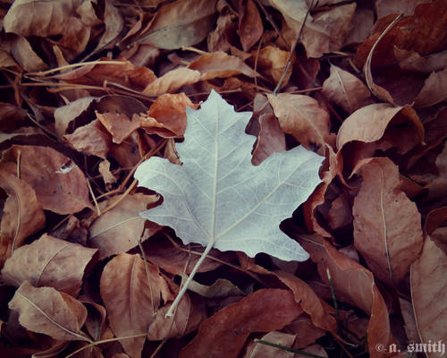 Fall Leaves VI