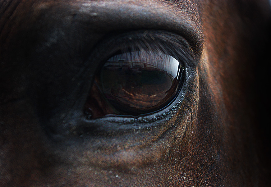 Horses eye