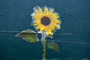 Sunflower Sticker