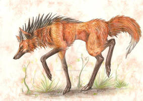 Maned wolf