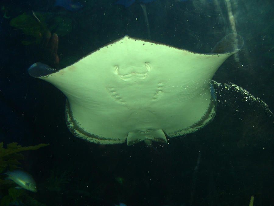 Stingray's jaws