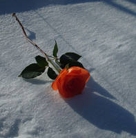 Winter Rose up close