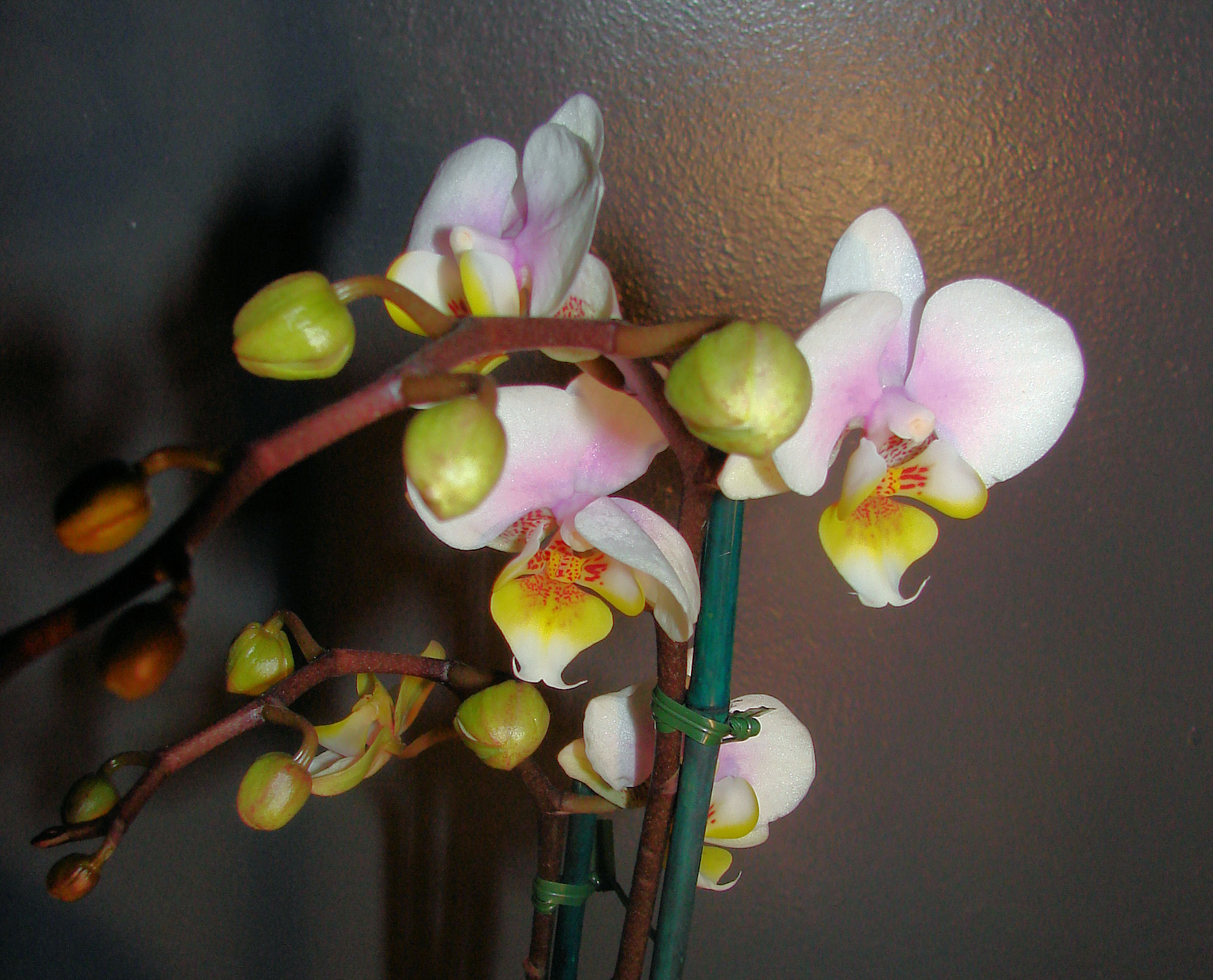 Birthday Orchids 1