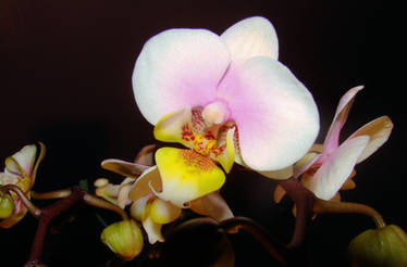 Birthday Orchids 2