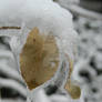 Iced Leaf