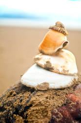 shell and coconut