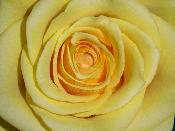 Rose yellow4