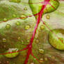 waterdrops 1