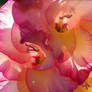 Gladiolus 2