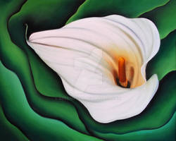 Calla VI