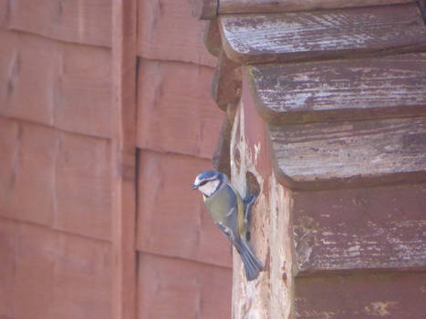 Blue Tit