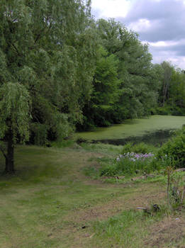 pond with willows